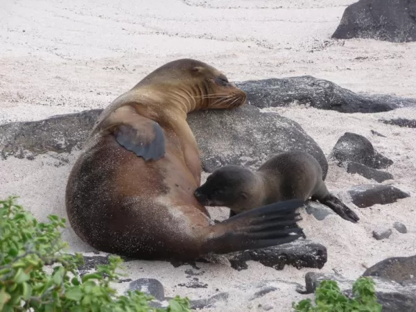Nursing sea lions - not a care in the world