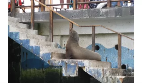 The first sea lion greets us at the pier