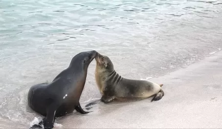Sea lions in love