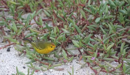 Yellow bird on San Cristobal