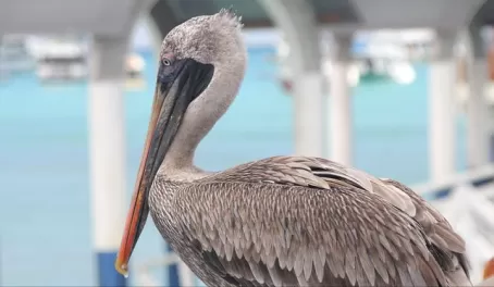 Pelican on Santa Cruz