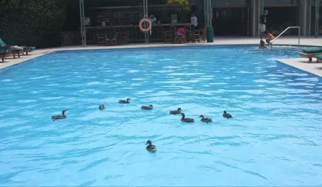 birds enjoy a swim at the hotel