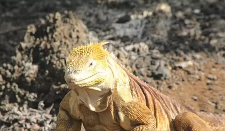 Iguana with a 'turkey neck'