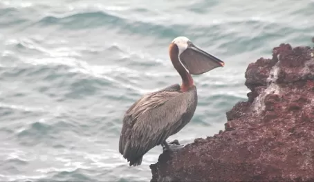 Pelican on Rabida