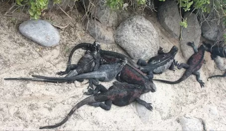 A pile of iguanas