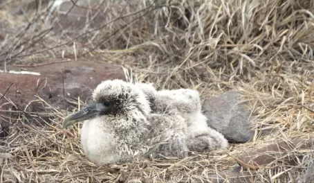 Baby albatross