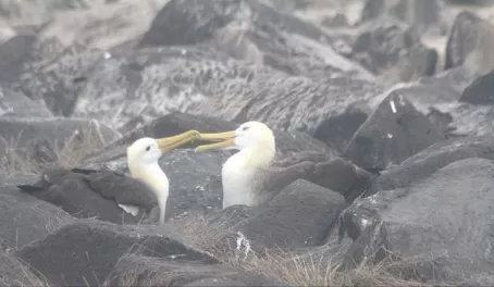 Albatrosses 'kissing'