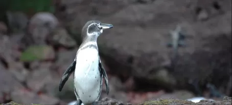 Galapagos penguin Rabida