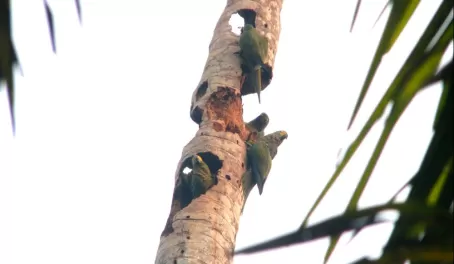 Parrots- As Common In The Amazon As Pigeons Are to NYC