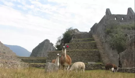 the llamas of Machu Picchu