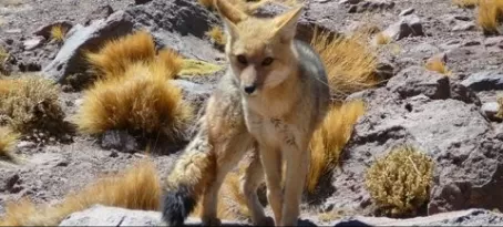 Altiplano Wildlife - fox