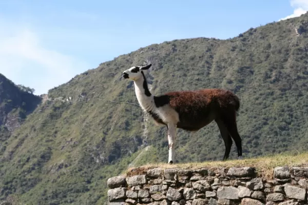 Watch the llamas - used as lawnmowers - at Machu Picchu on your Peru tour