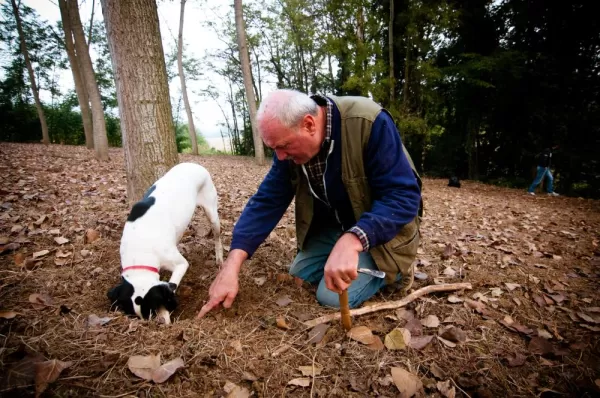 Man and his dog searching for truffles