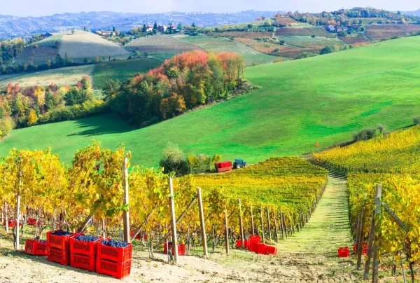 Golden vineyards and grapes in Piemonte