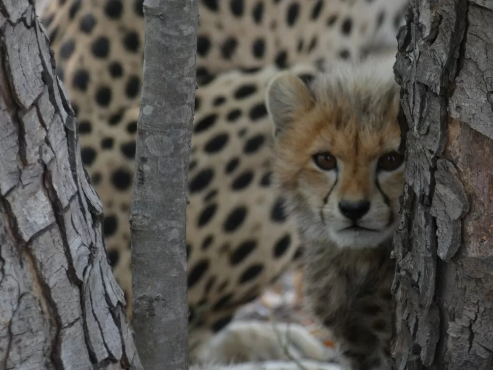 The second cheetah cub watching us from behind a tree with his mom.