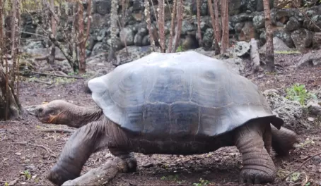 tortoise on the go!