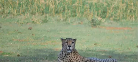 Cheetah in Tarangire