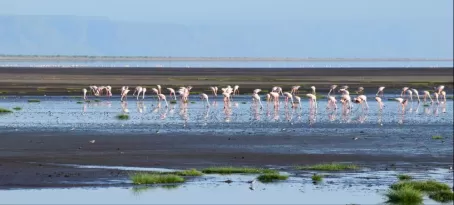 Flamingos at Lake Natron