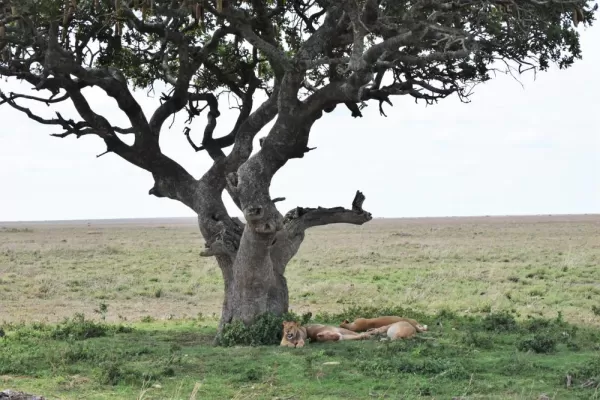 Lions lazing under a tree - Serengeti National Park