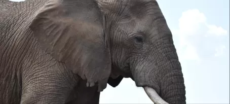 bull elephant - Serengeti National Park