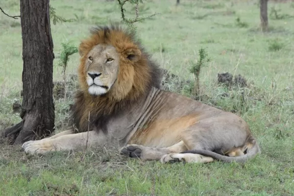 Big Male in Serengeti