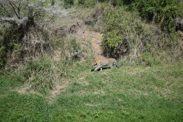 Leopard stalking along the Mara River