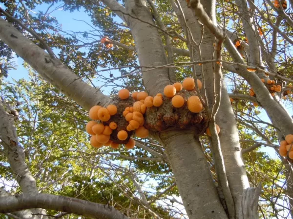 Fungus in tree, Tierra del Fuego National Park