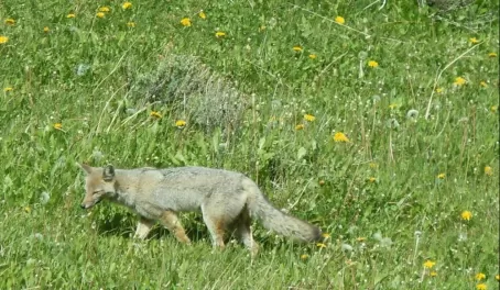 Fox in Torres del Paine 