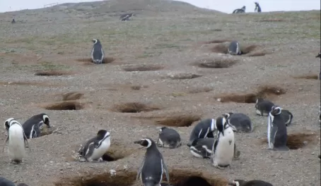 Some of the 70 thousand penguins pairs