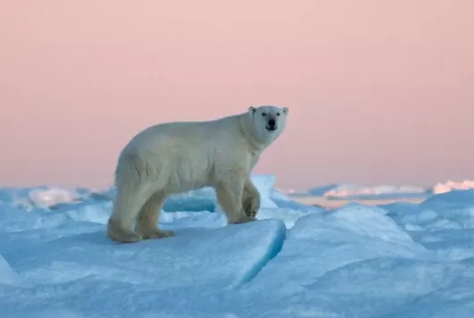 A Polar Bear inspects his environment