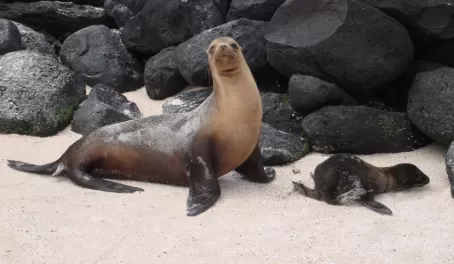 Galapagos sea lion and pup