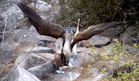 courting dance of the blue footed booby