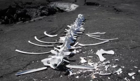 Bones on the beach