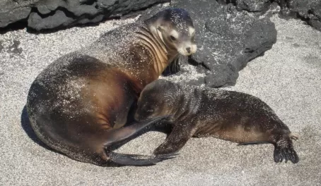 A mama seal and her pup