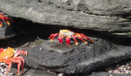 Crab!