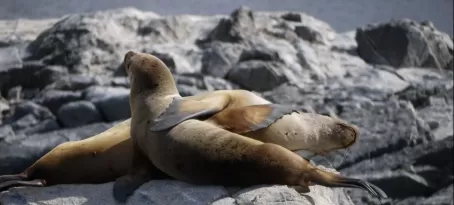 Couple of sea lions