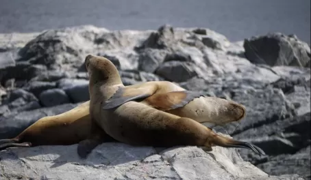 Couple of sea lions