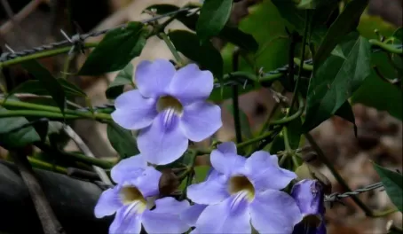 Guatemalan flowers