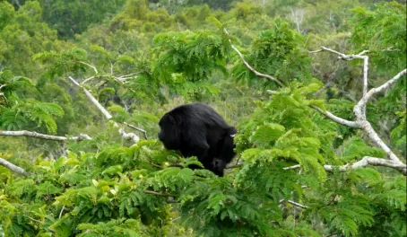Howler monkey in the rainforest canopy