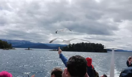 Gulls at Nahuel Huapi lake