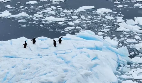 Spotting penguins on an ice flow from the deck of the ship.