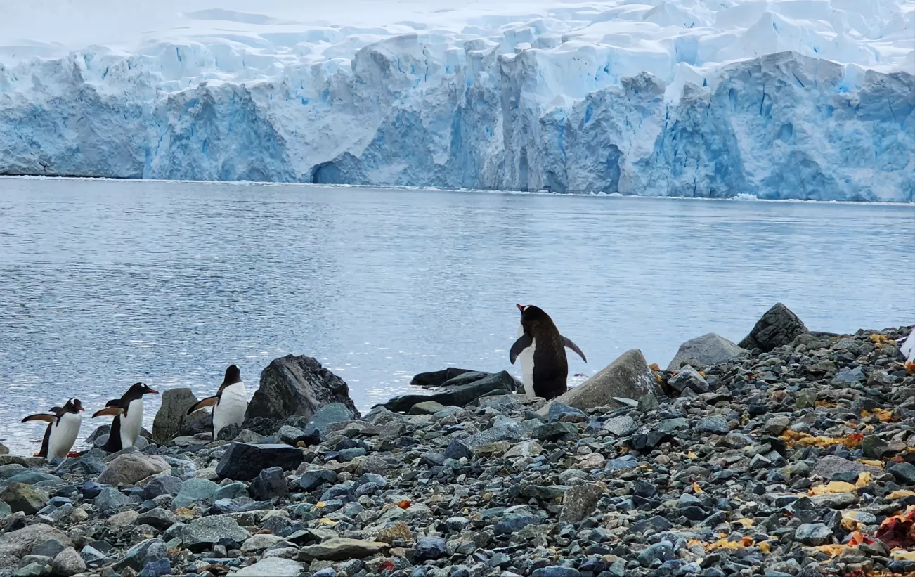 Penguins on the shore in Antarctica