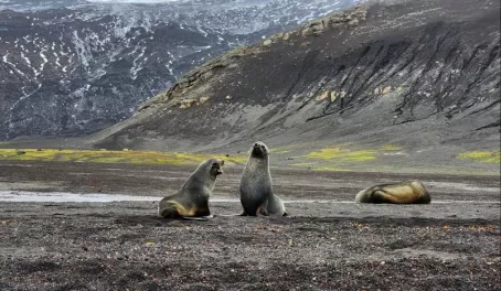 Fur Seals playing with each other at Deception Island.