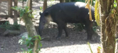 Tapir - Belize\'s national animal