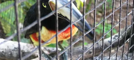 \"Pops\" the toucan
