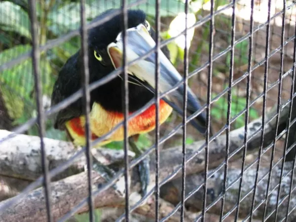 \"Pops\" the toucan