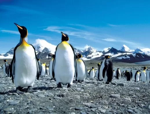 Beautiful penguins on your cruise to Antarctica