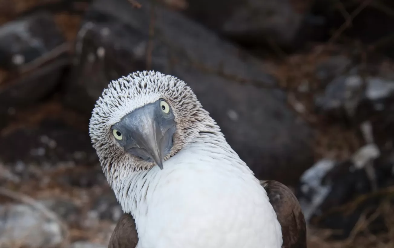 Curious blue footed booby