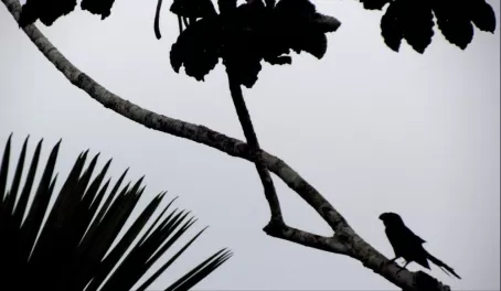 smoothe billed ani in silhouette