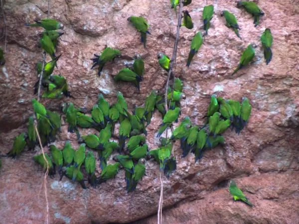parrot clay lick Yasuni National Park